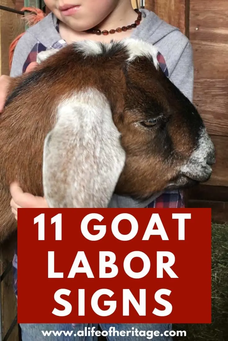 When a labor union gets upset about job-stealing goats – Religion