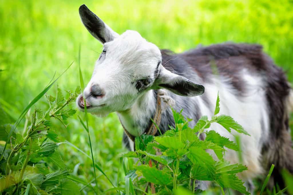 What Do Goats Eat? Your Goat Nutrition Guide!