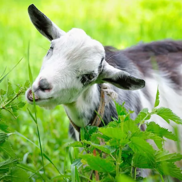 What do goats eat? Goat love eating grass and forage in a pasture