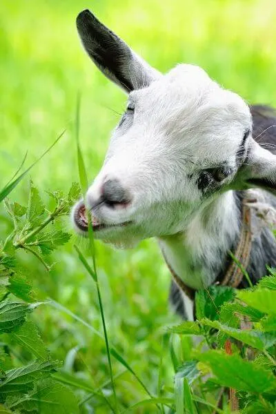 Goat eating grass in a lush field