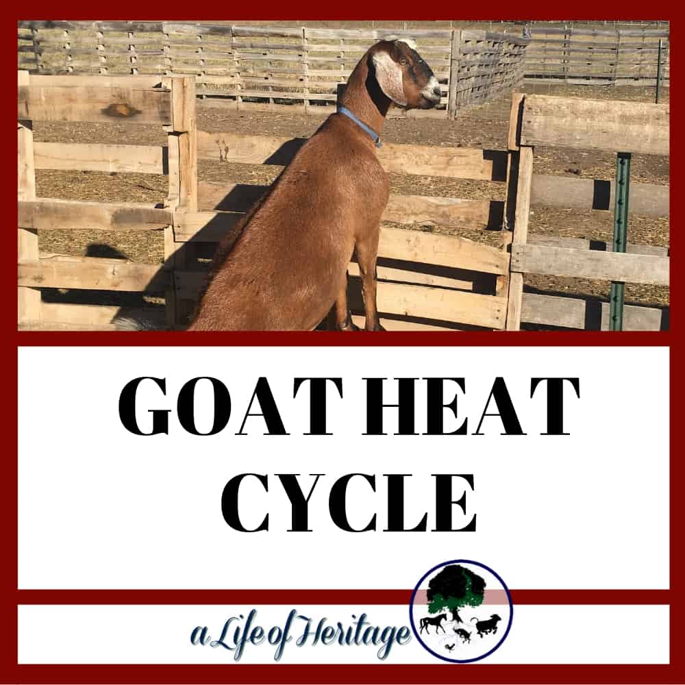 The 10 signs of your goat's heat cycle
