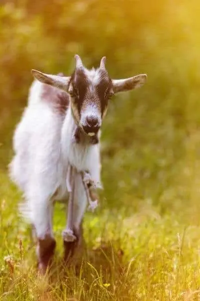 Goat in field with beautiful yellow sunset light