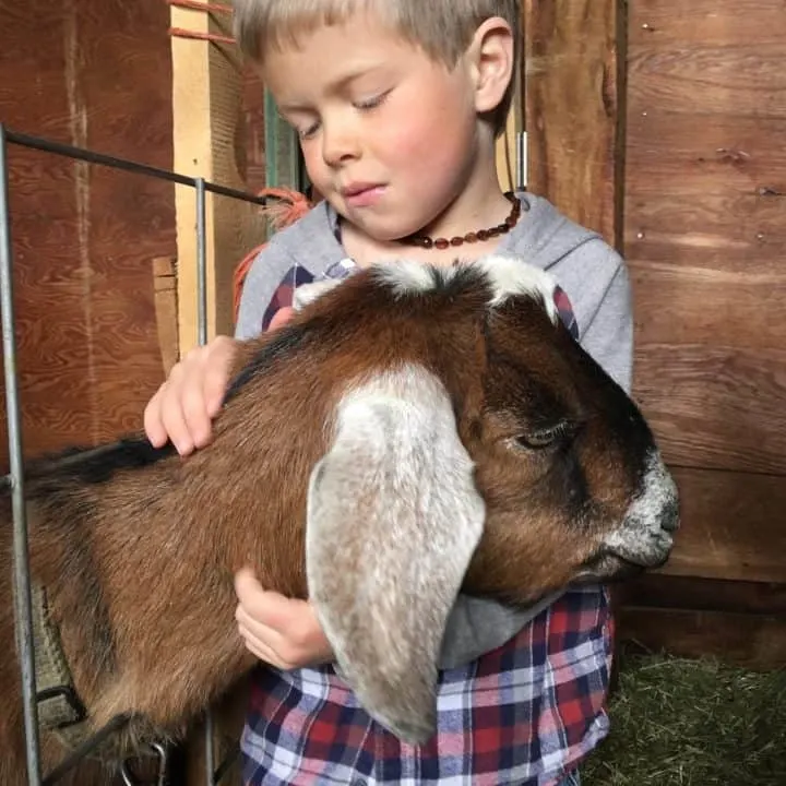 One goat labor sign is that a shy goat in labor, may become more friendly.