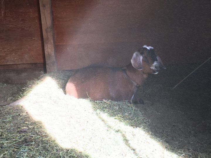 11 Goat Labor Signs You NEED to Know