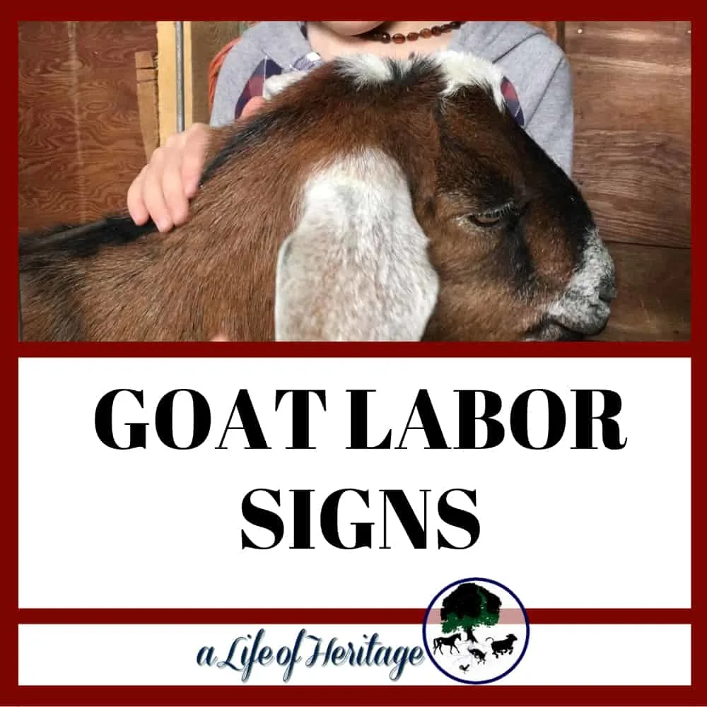 Goat labor signs that you need to know