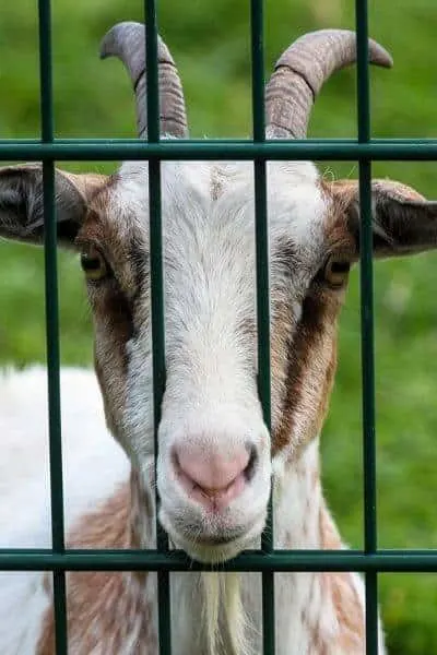 Goat waiting to be fed, looking through fence