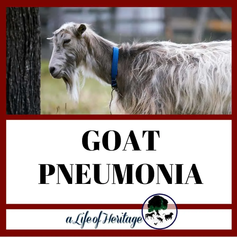 Goat pneumonia and what you need to know to save your goat. Free treatment plan