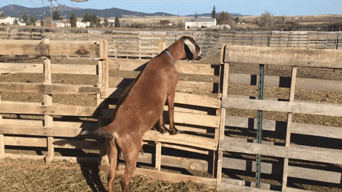 Goat wagging tail in heat