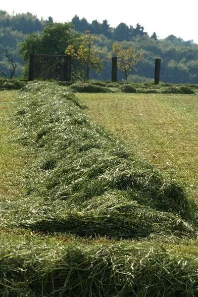 Goats eat a large portion of hay during the year and colder months up north.