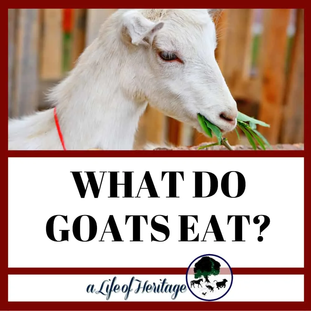 What do goats eat?