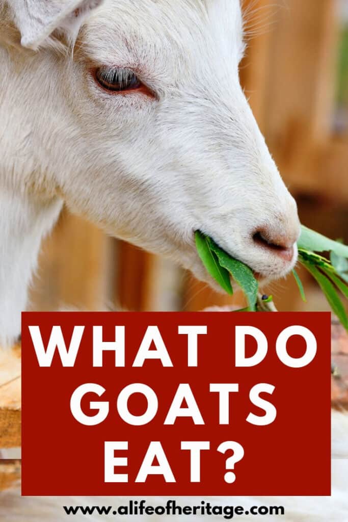 What do goats eat? Find out all the details about what makes a goat thrive and be as healthy as possible
