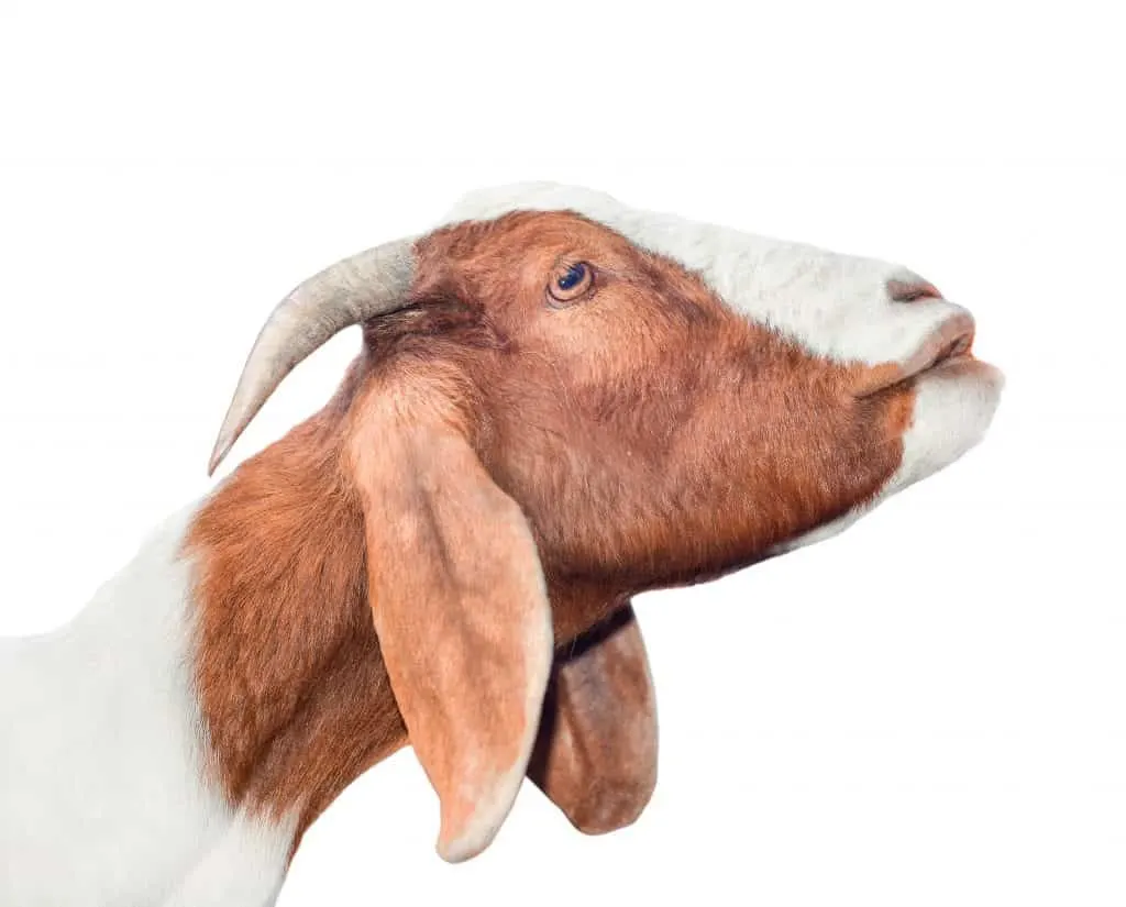 Giving goats copper boluses may be what's needed to keep them healthy.