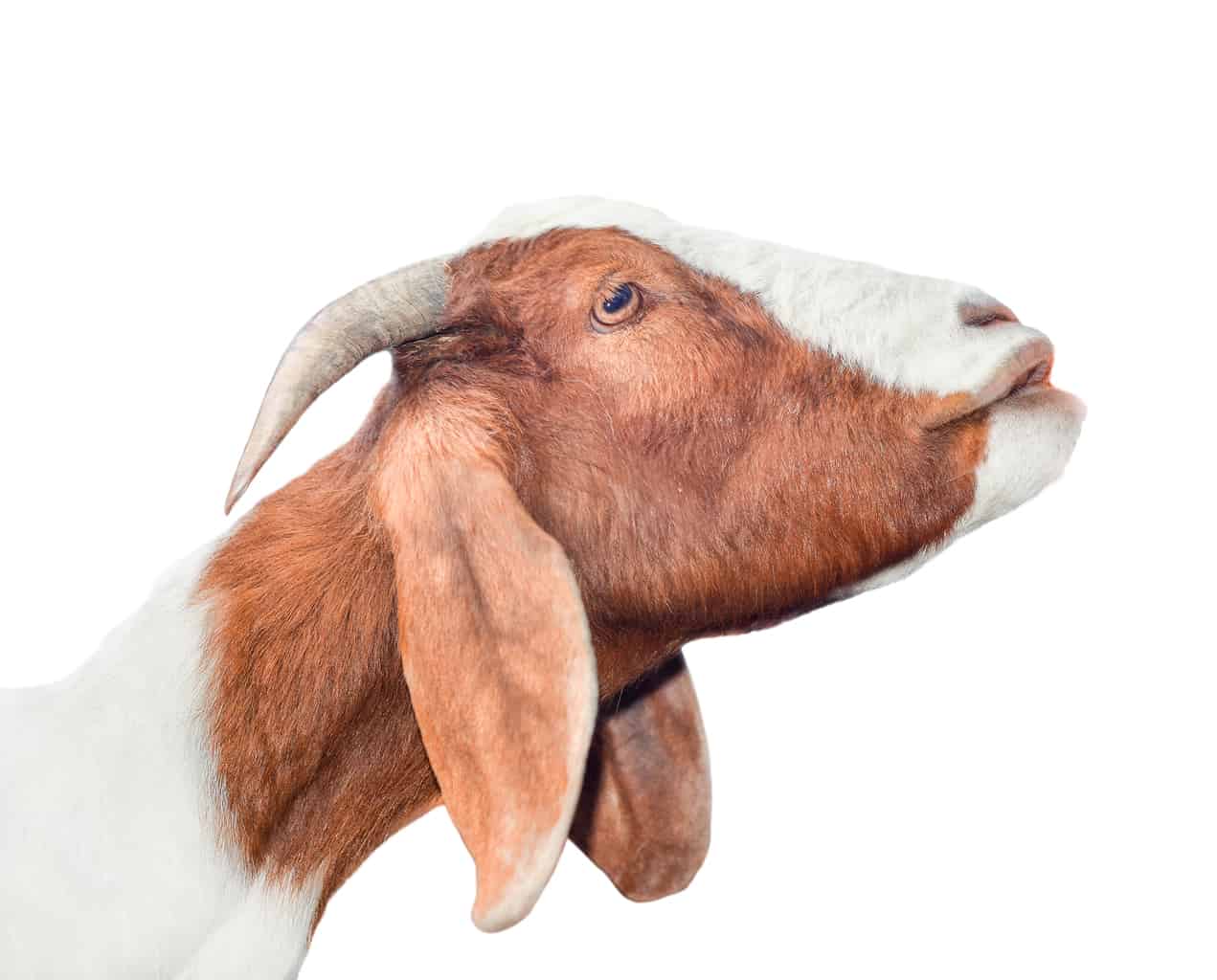 Copper Bolus for Goats Your Complete Copper Guide! 2023 Copper Bolus for Goats Your Complete Copper Guide! 2023