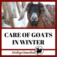 Care of goats in winter and how you can help them