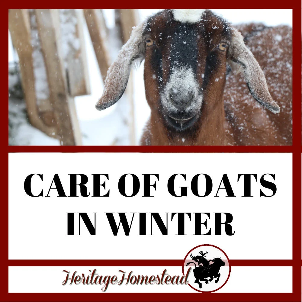 Care of goats in winter and how you can help them