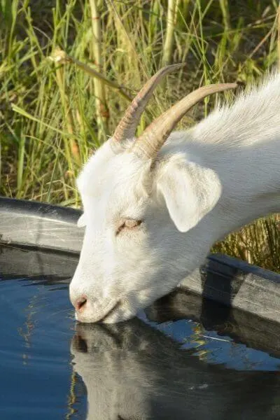 Goats need fresh water in the winter more than anything. You provide that for your goats to help keep them healthy in winter months.