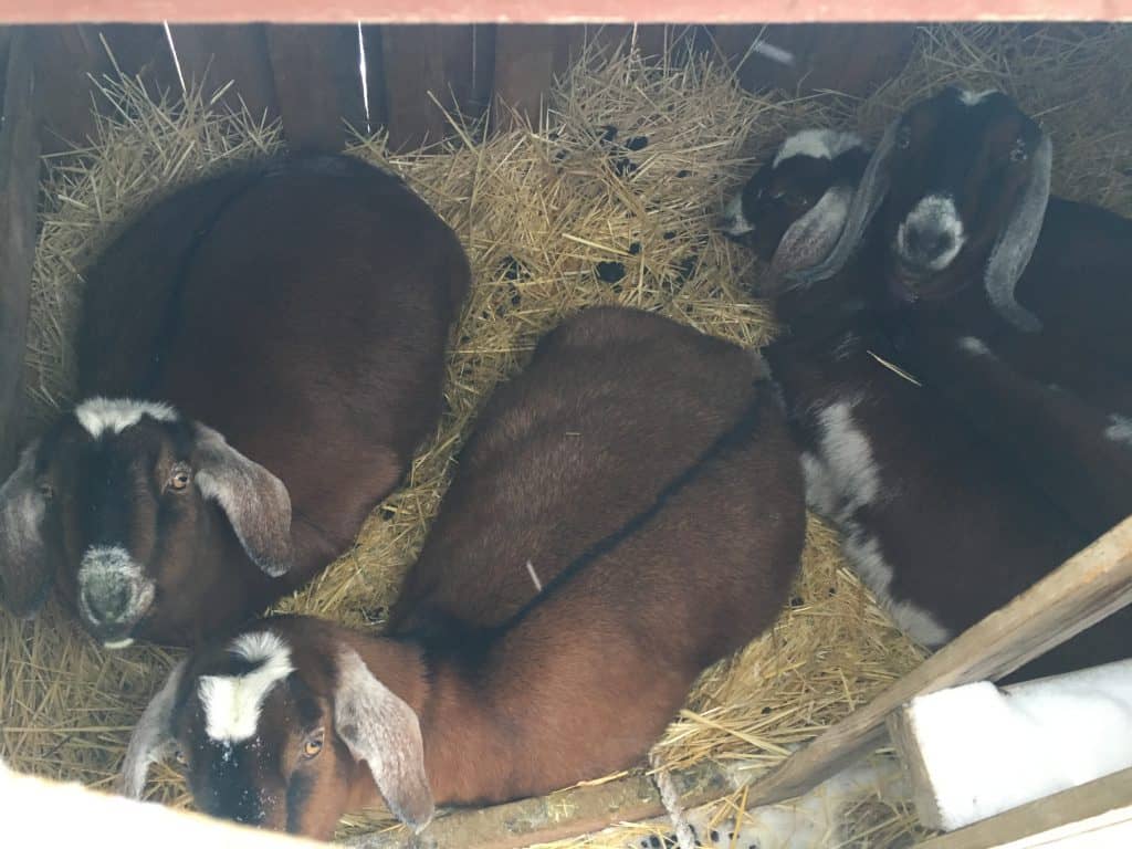 Goats in Winter Care even in Negative Temperatures!