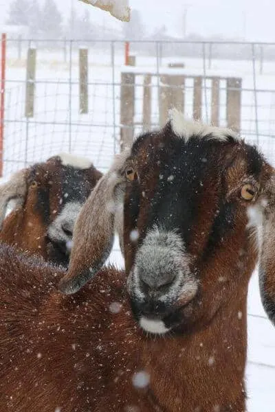 Winter goat care can seem daunting as a goat owner. But you can keep your goats healthy with these raising goats tips from someone who raised goats in the northern cold weather.