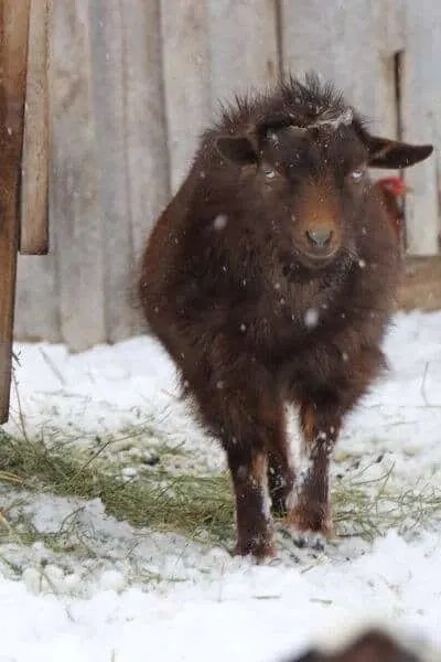 Bucks and does can be healthy in the winter months. Learn how to raise goats in the coldest months of winter on the farm! 