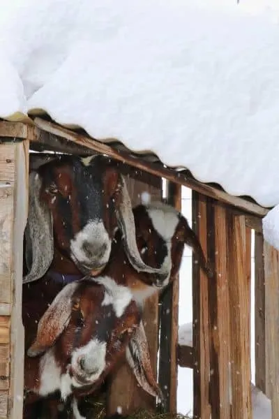 Raising goats in really cold weather is possible. Even in the very northern states. Learn what it takes to keep them safe and healthy during the winter months.
