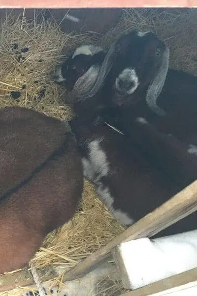 These goats are snuggled into a goat shelter during a really cold snap in the north. Goats in winter can be kept healthy.