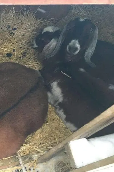 These goats are snuggled into a goat shelter during a really cold snap in the north. Goats in winter can be kept healthy. 