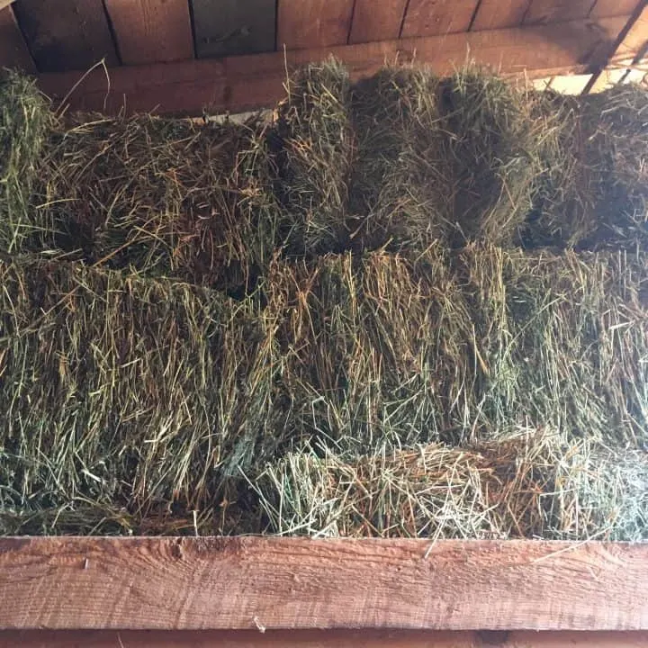 Goats in winter need a lot of hay to help keep them warm!