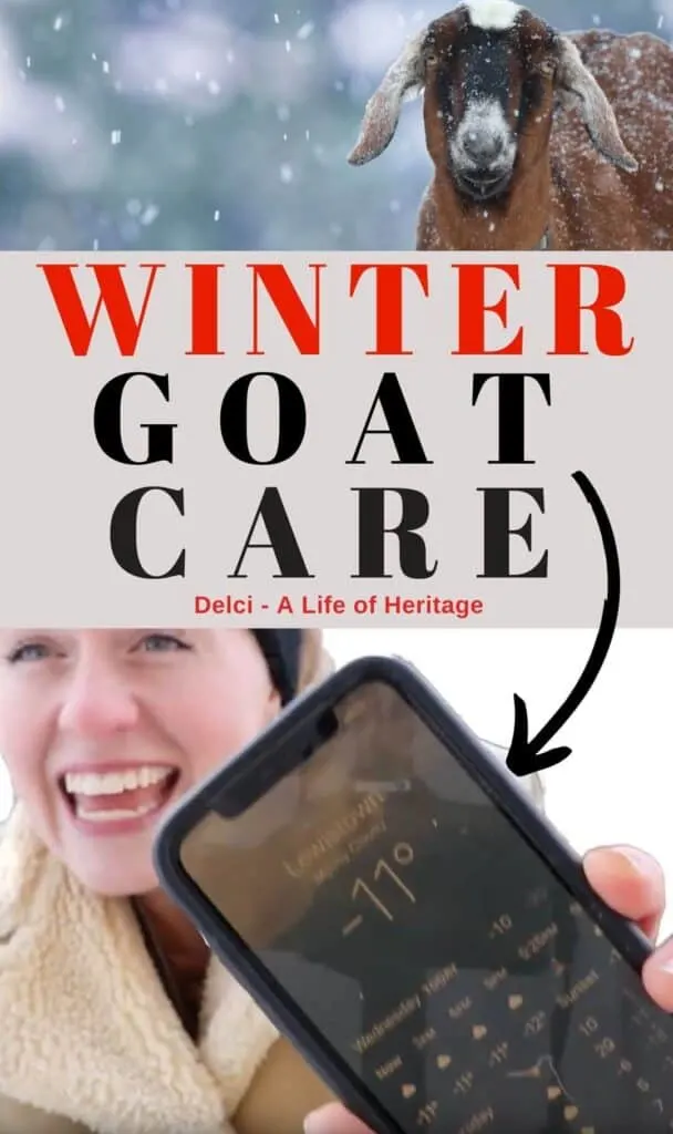 Goats in winter need to be prepared to handle the cold and wet. Learn what it takes to keep your goats healthy during really cold winters.