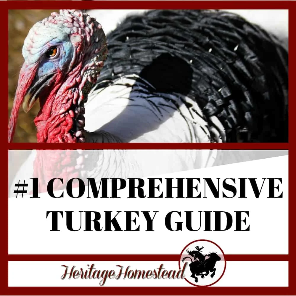 Find out all the information about turkeys here!