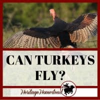 Can Turkeys Fly?