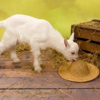 Goat Health and Profit Binder Bundle
