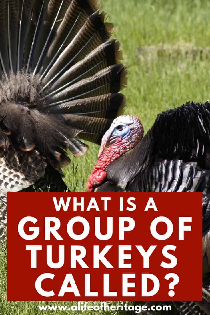 What is a Group of Turkeys Called? And History Behind Name