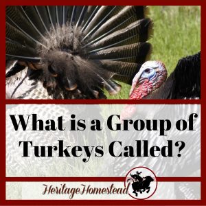 Baby Turkey: The Valuable How-To Info You Need to Raise Poults