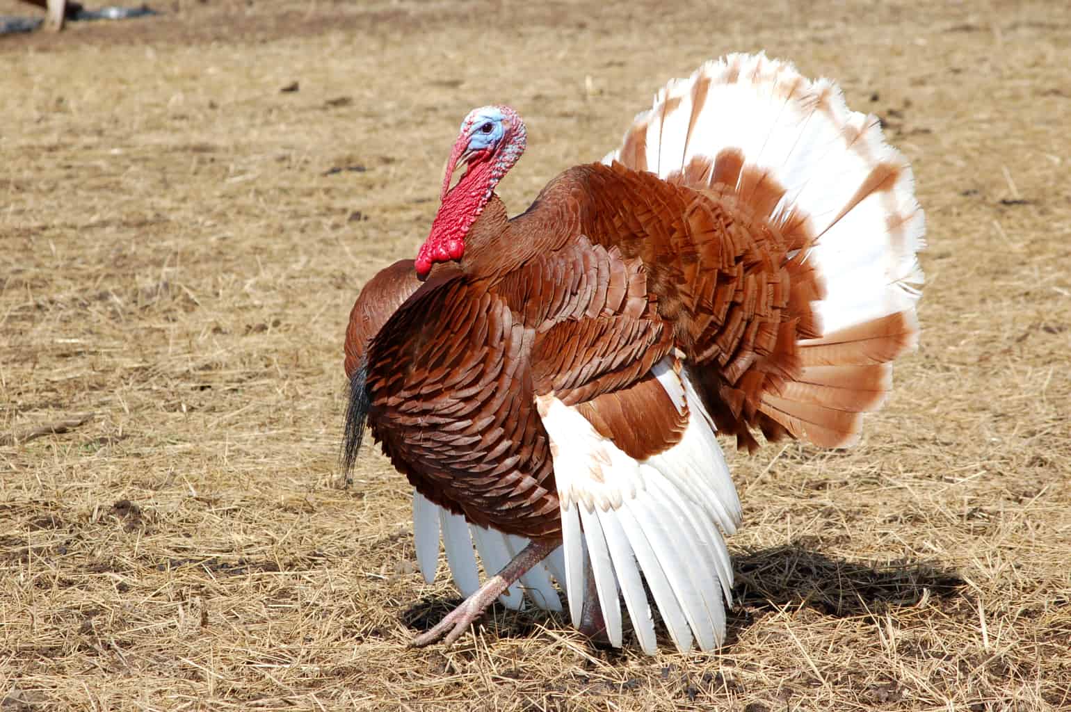 Bourbon Red Turkey strutting