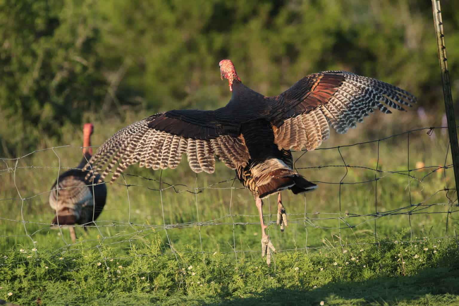 Turkey flying over a fence line. Can turkeys fly? Yes! Yes they can! Here's the facts