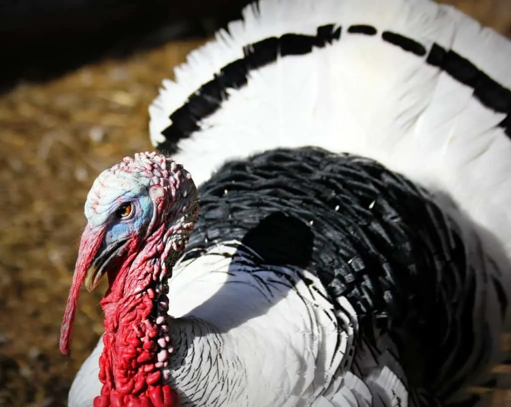 Royal Palm Turkey that is so black and white beautiful! 11 Turkey breeds to consider