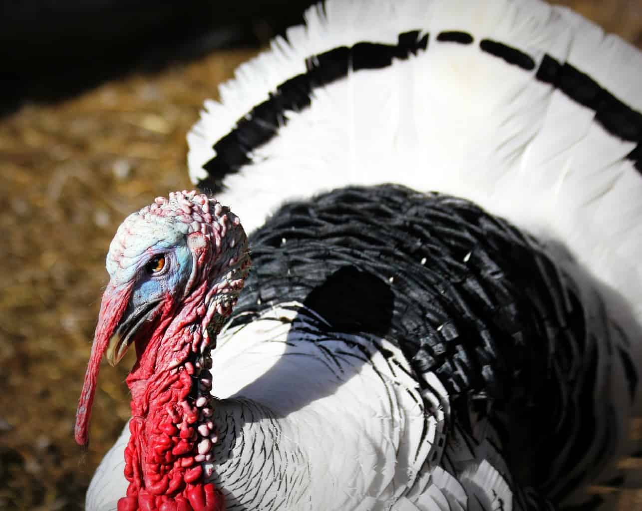 Turkey Meat Breeds At Lise Robertson Blog