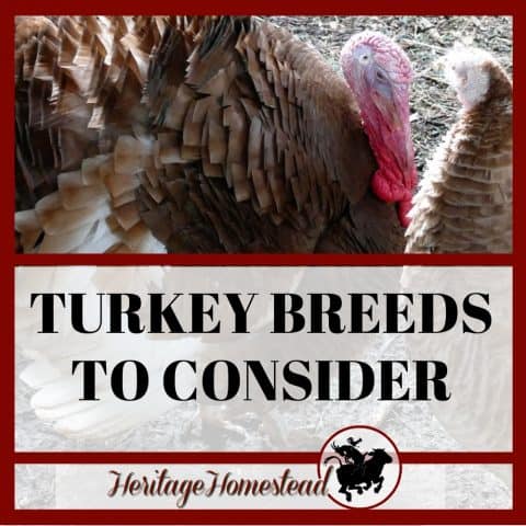 Turkey Eggs Facts: (Size, Nutrition, & Taste??), +How to Hatch Them