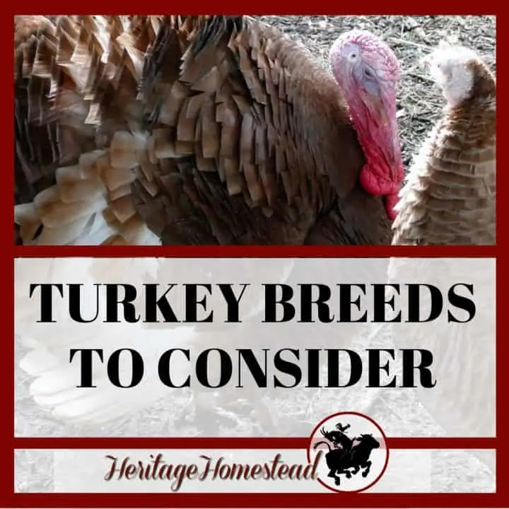Turkey Feathers: More Facts, Awesome Ideas, and Buying Guide