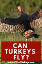 Can Turkeys Fly Some Can Some Can T All The Details   Can Turkeys Fly  150x225 