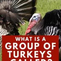 Two turkeys standing together, what are they called?