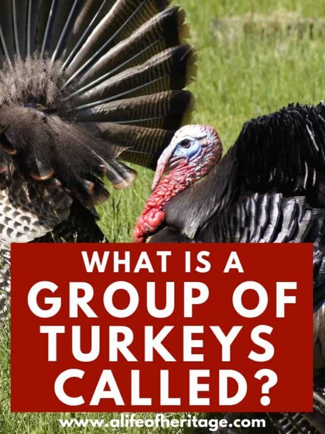 What is a group of turkeys called?