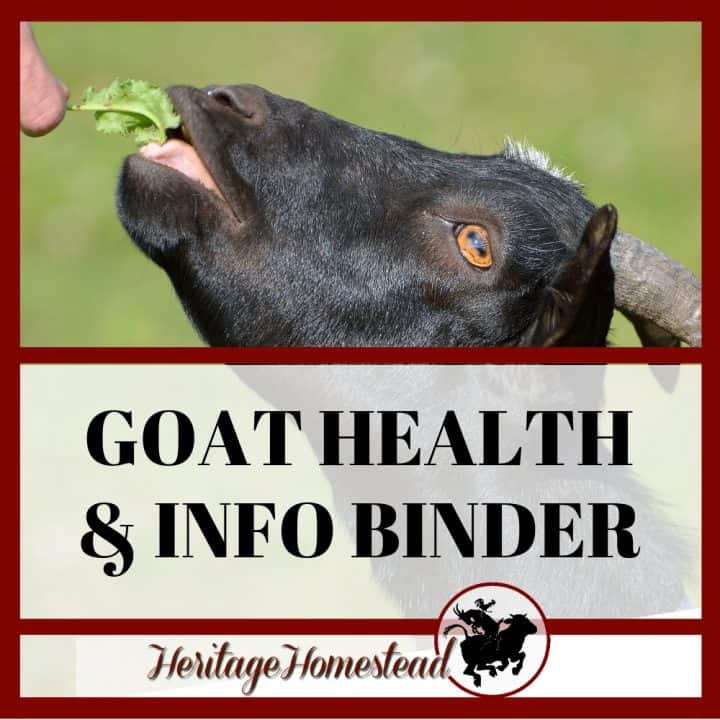 Raising Goats Information And Resources For 2023