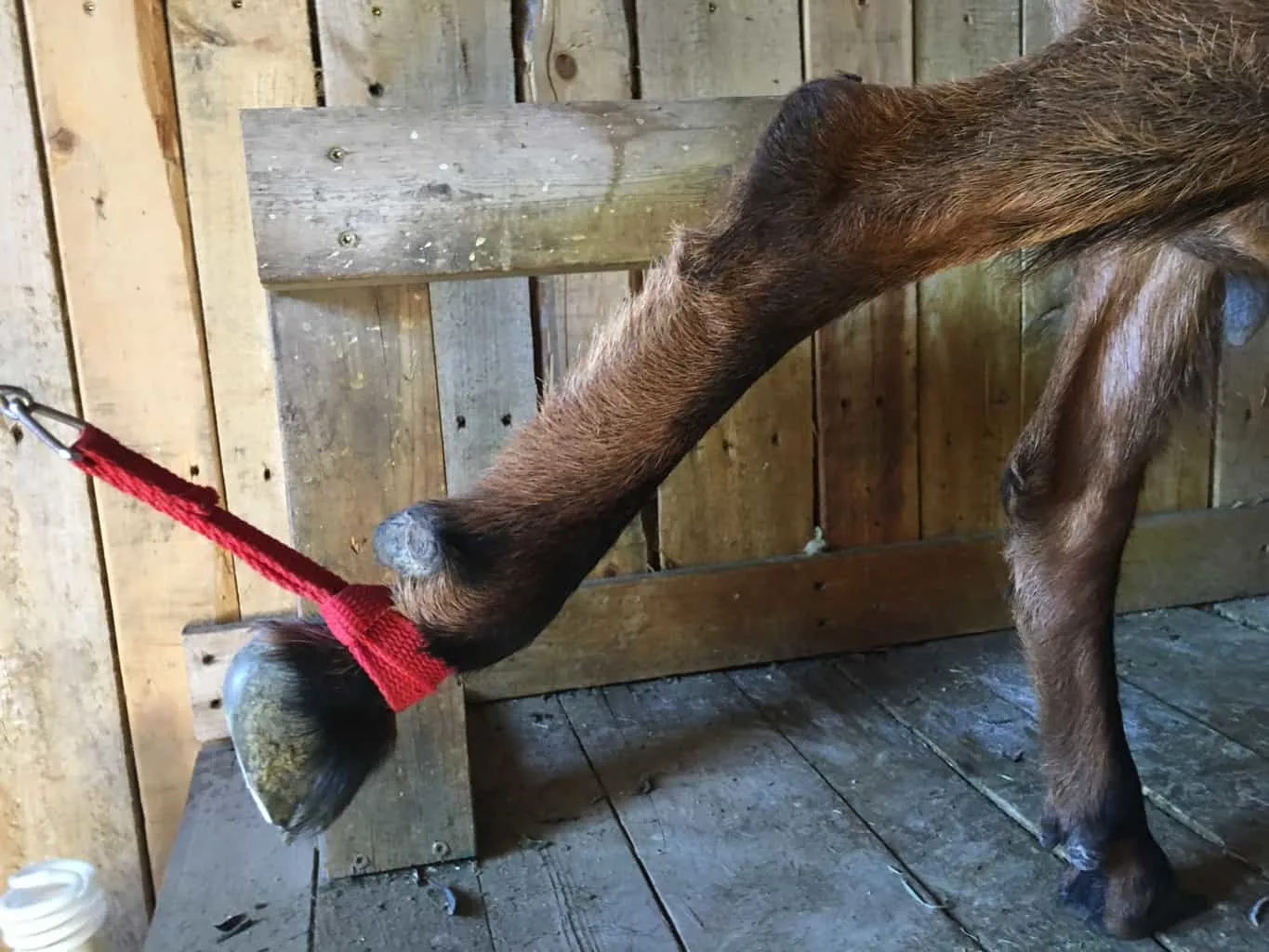 When a back leg of a goat is raised off the milking stand, it takes away their power and ability to be able to kick and knock over a milking pail. An effective tool in training new goats to milk