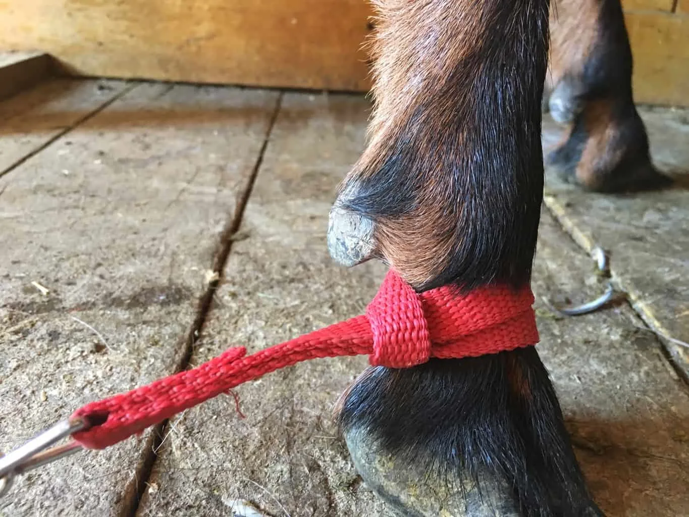 This picture shows how a leash can be put around a goat's leg to aid in milking and training new goats to milk