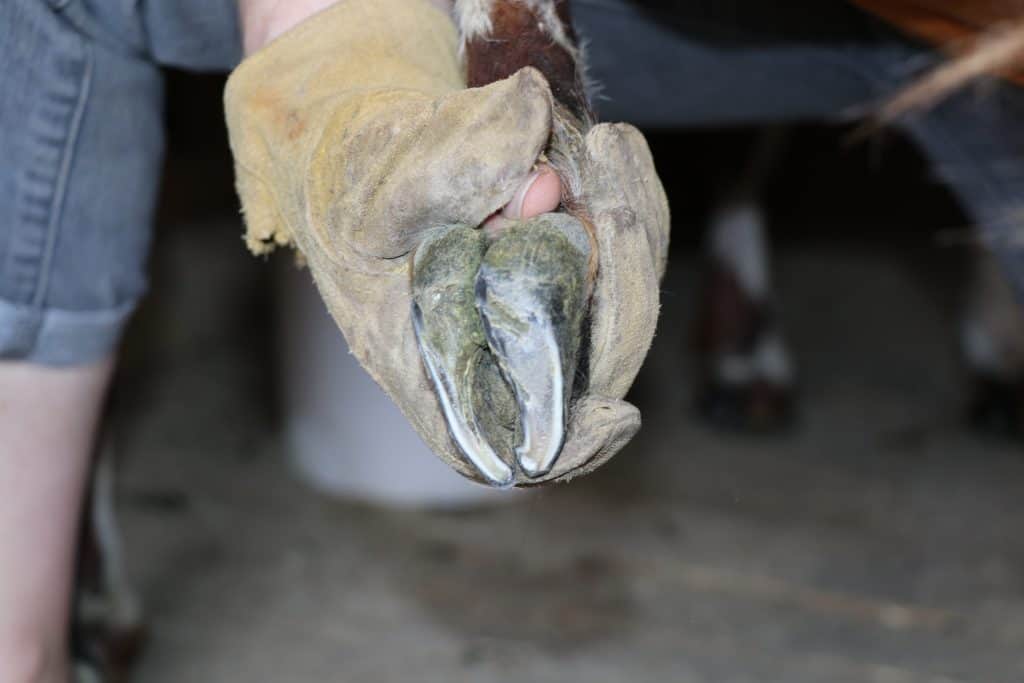 How to Trim Goat Hooves The Best 2022 Guide Out There!