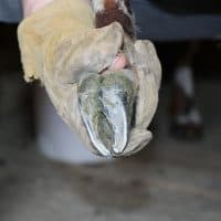 Goat Hoof Trimming Tools Needed