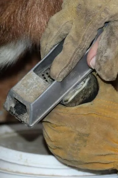 Rasping a goat's hoof after trimming