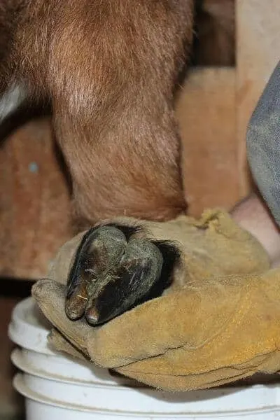 What a goat hoof looks like before being trimmed