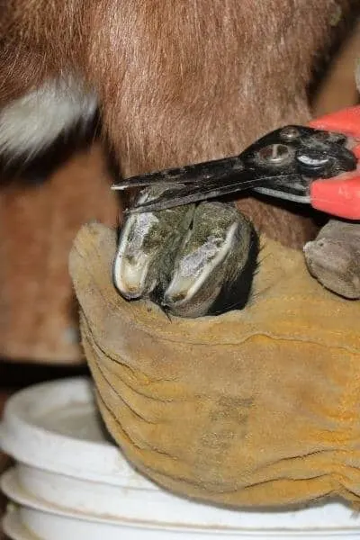 Trimming a goats heel with goat hoof trimmers